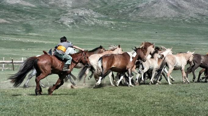 mongolian horse breeder