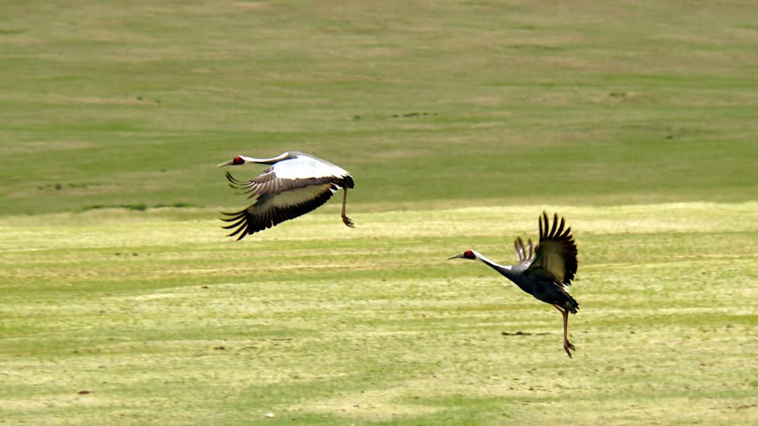 White Naped Cranes, Mongolia