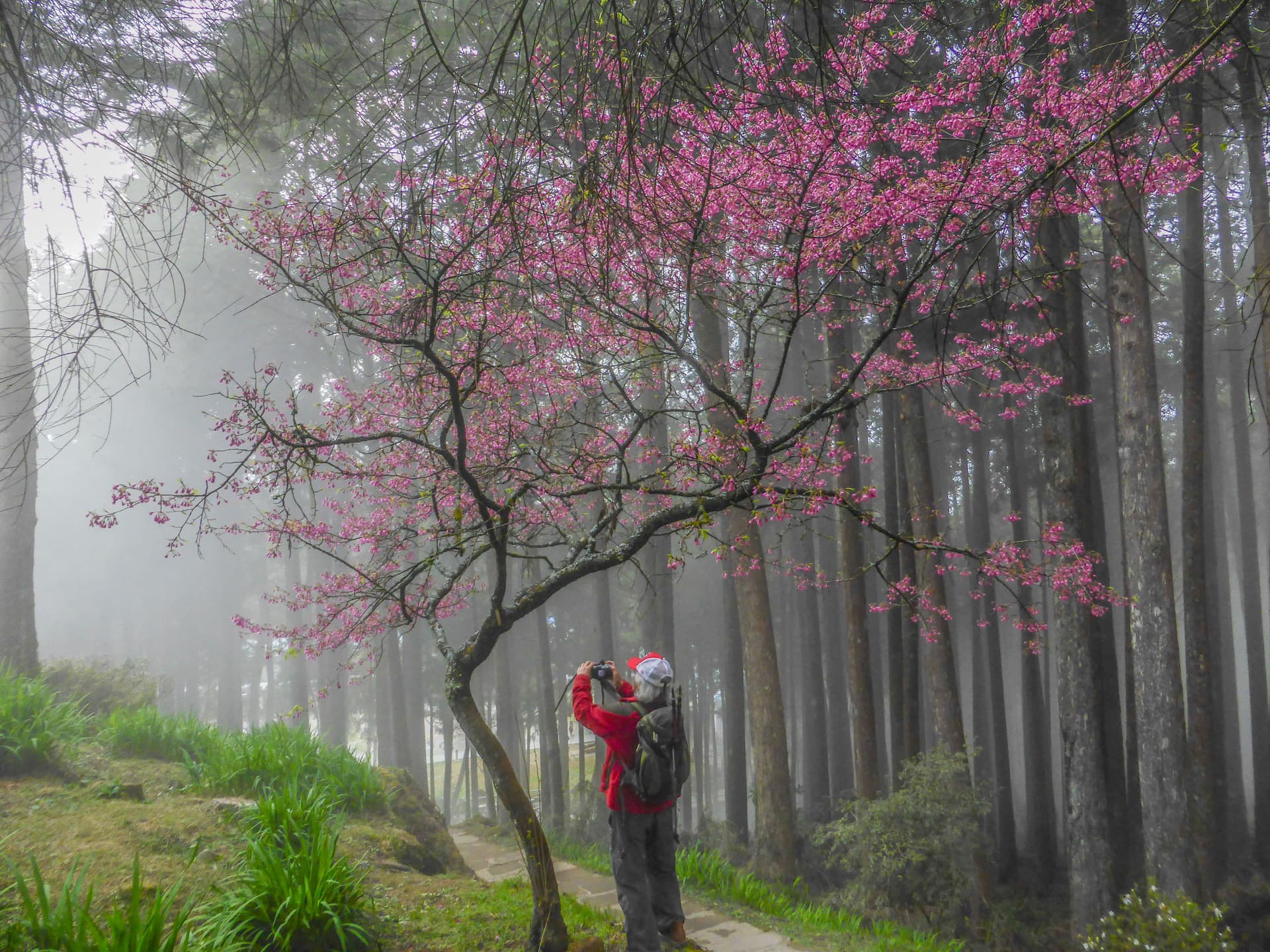 Traveler photographing pink cherry blossoms in a misty forest in Taiwan, with tall trees and a narrow path.