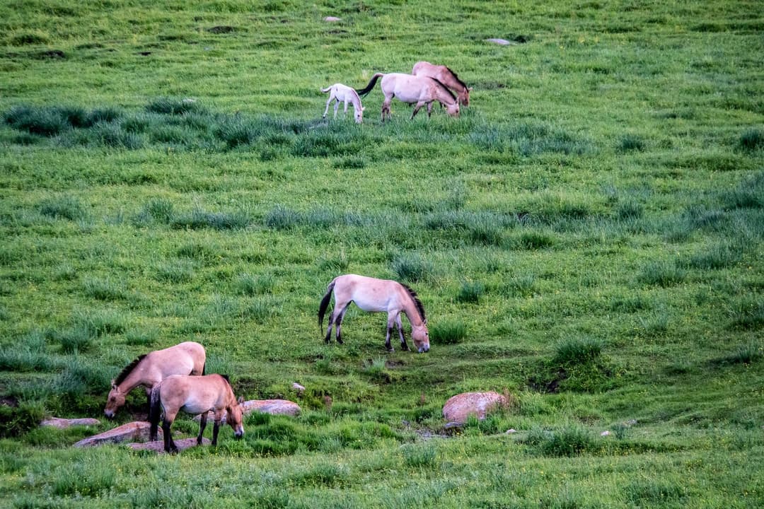 Przewalski's horses, Mongolia