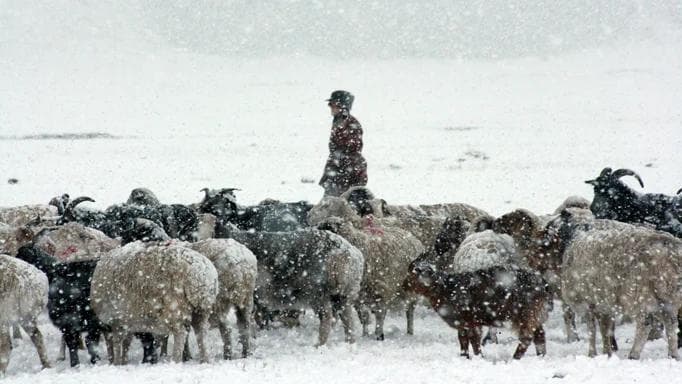 Mongolia Winter Storm