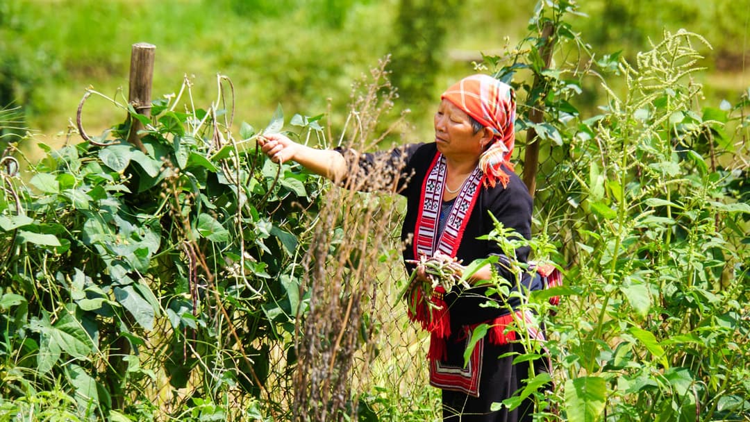 Woman on plantation, Vietnam