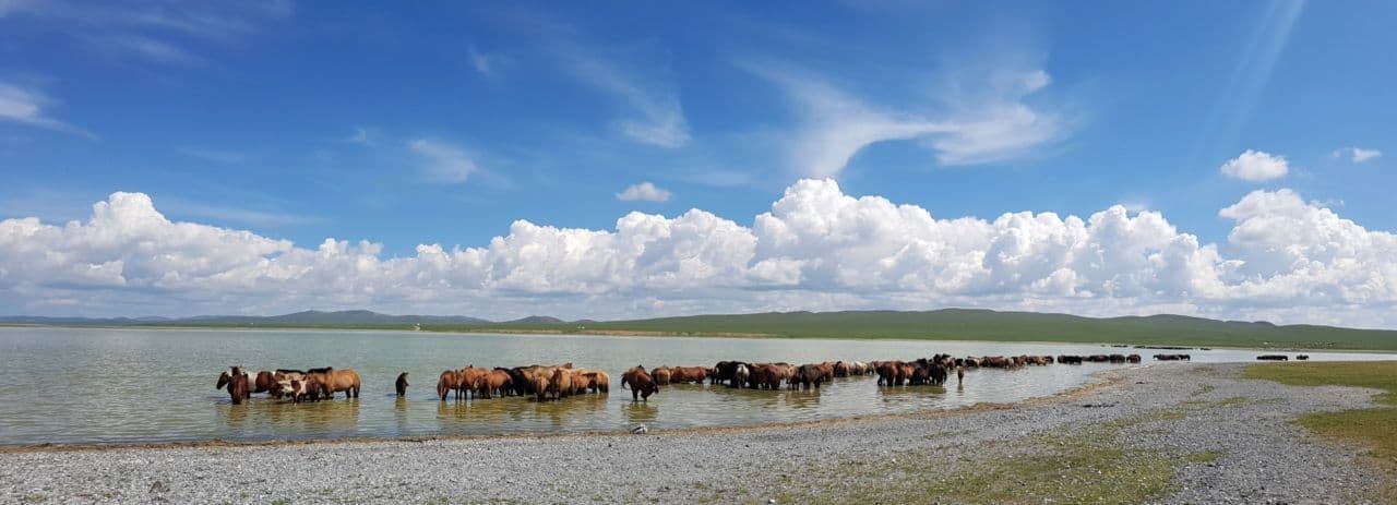 Unexpected Things for First-Time Visitors in Mongolia To Notice