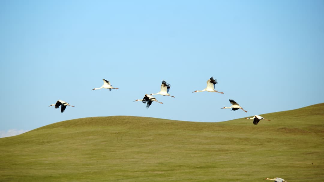 Siberean Cranes, Mongolia