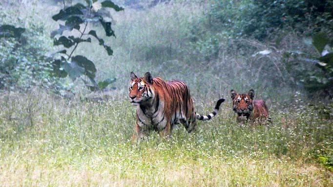 Travel to nepal to see tigers
