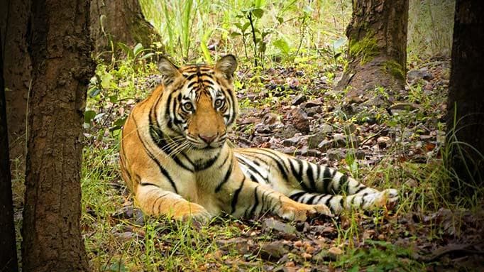 Travel to Nepal to see Tigers